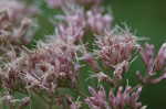 Joe Pye weed